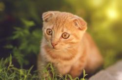 开云体育平台APP-火焰之翼，贝恩在美加墨的雨夜点燃绿茵