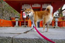 开云体育平台APP-错乱的焦点，当国家德比遇上卡塔尔的狂胜，足球世界正在重绘版图