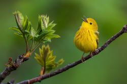 开云体育登录-重剑无锋，从达拉斯冷夜到世界之巅的沉默统治