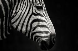 开云体育中国-马赛血拼瑞士，阿劳霍关键先生闪耀全场