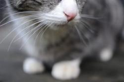 开云体育app-詹姆斯统治力再现！76人对阵森林狼一战早早就失去悬念