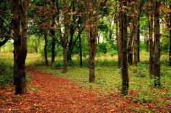 开云体育平台APP-孤胆鹰扬，奥斯梅恩只手逆转，书写德国战车与红狼的命运岔路