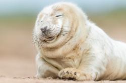 开云下载-巨星闪耀！萨拉赫致命一击定江山，利物浦燃尽最后争冠希望