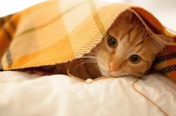 开云体育官方网站-星光与暮色之间，莫德里奇以大师之姿统治意甲焦点战