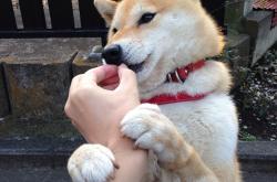 开云体育app-吉林队制霸雄鹿，切特·霍姆格伦彰显大场面先生风范