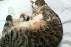 开云官网-跨联盟对决！广厦队横扫奇才，塔图姆成关键先生