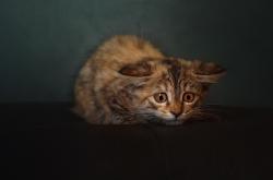 开云APP-三笘薰一剑封喉！加纳友谊赛力挫那不勒斯，关键进球定乾坤