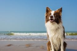 开云体育在线-西决生死战焦点，骑士逆转狂潮，强势终结爵士神话