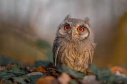 开云体育-范弗利特三分如雨，领袖爆发！爵士争冠战从斯台普斯开始