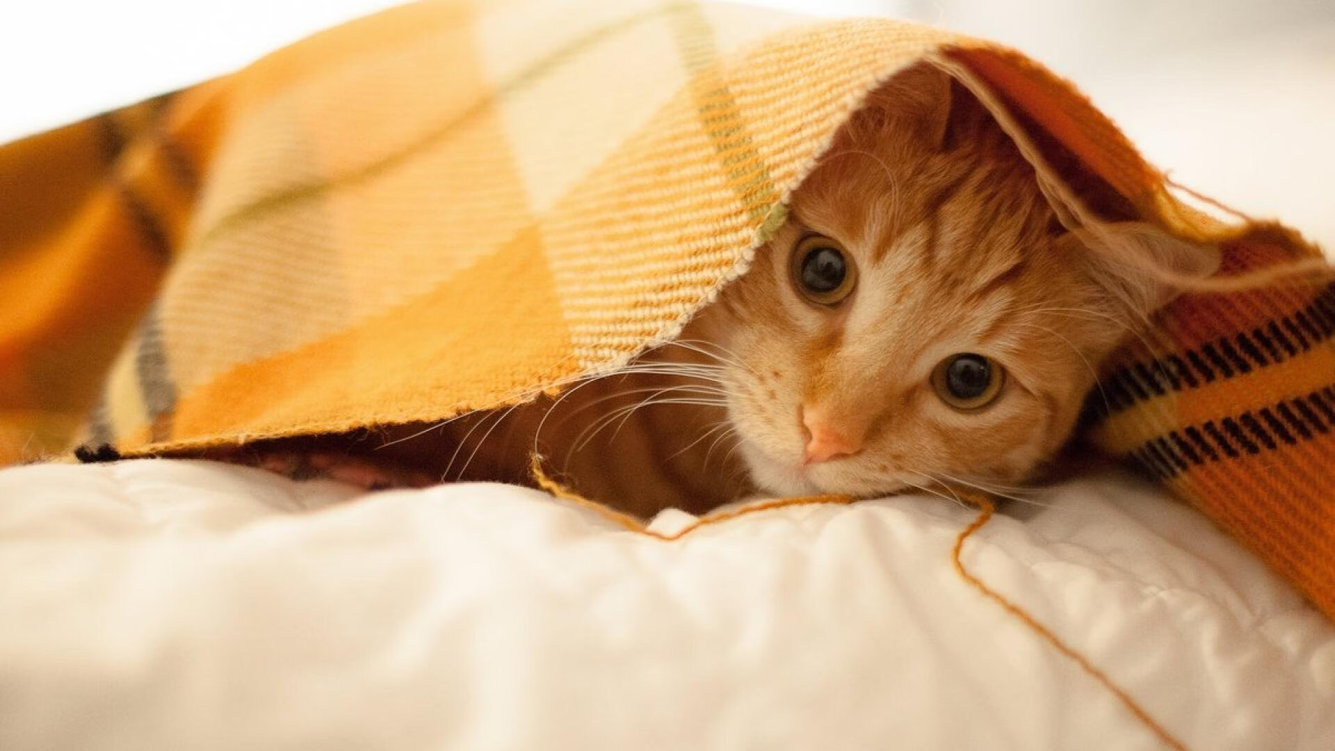 星光与暮色之间，莫德里奇以大师之姿统治意甲焦点战