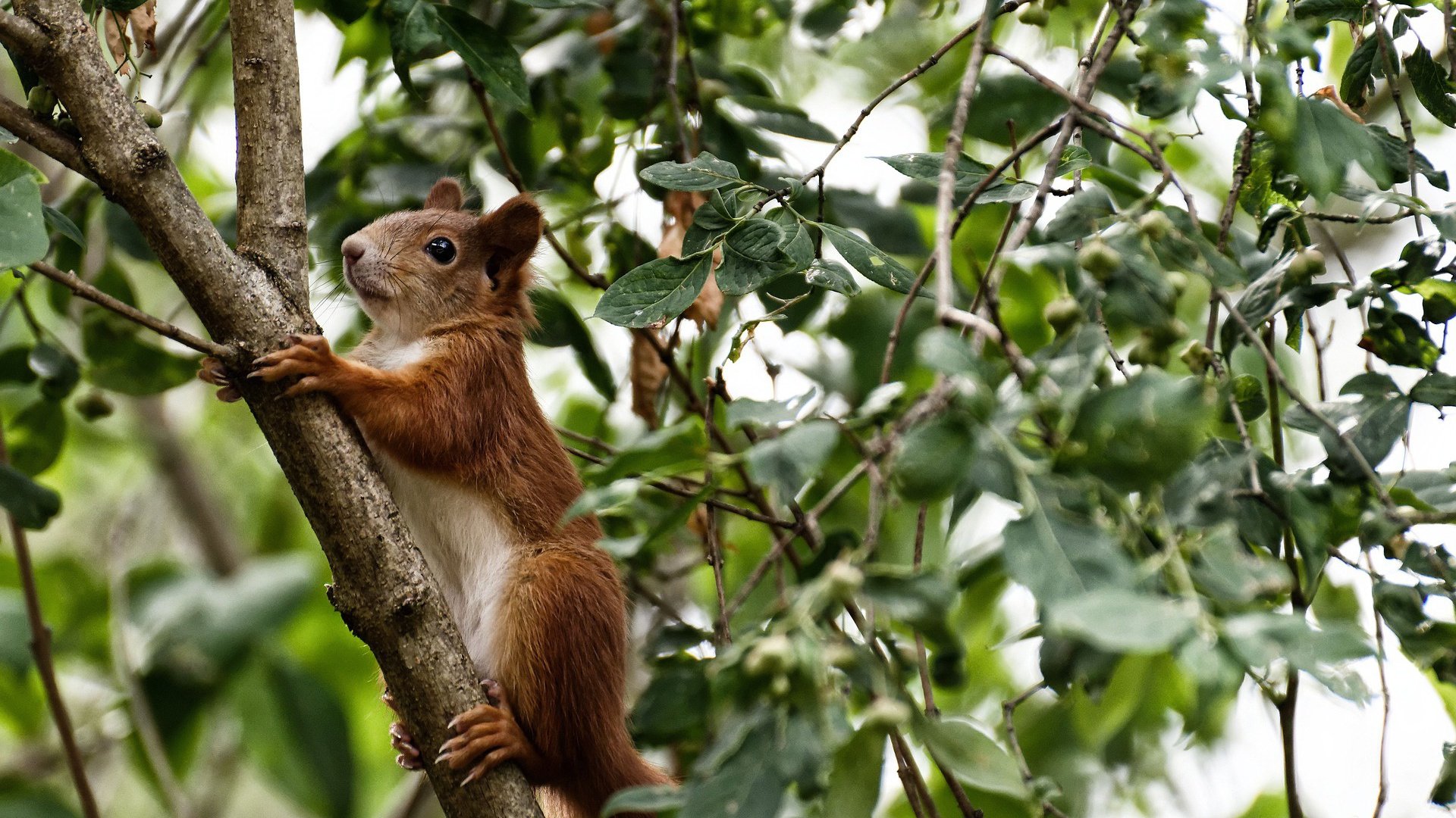 一座无法逾越的孤城，金玟哉的世界排名之战