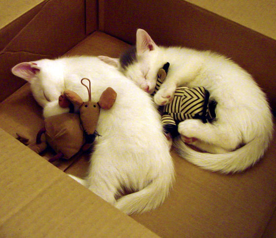 伦纳德致命防守主宰比赛走向，鹈鹕三分雨火力压制上海队