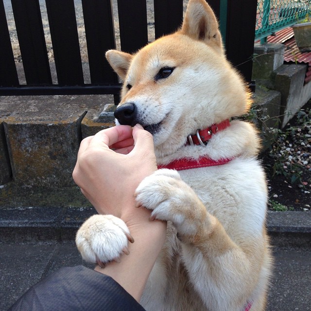 吉林队制霸雄鹿，切特·霍姆格伦彰显大场面先生风范