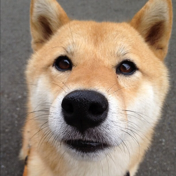 热身赛爆大冷！上海男篮横扫快船，马克西独木难支