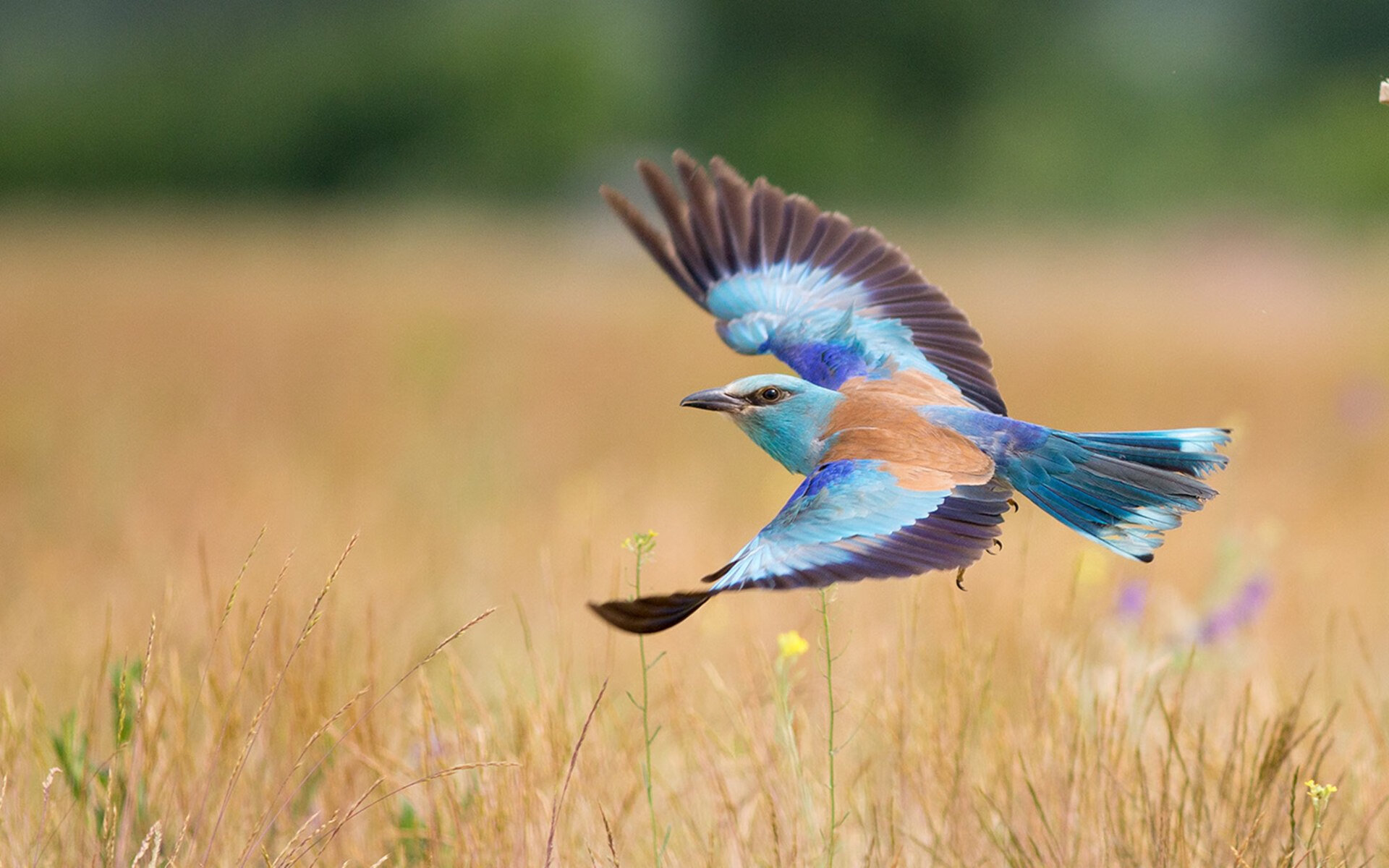 数据爆炸!布鲁诺马竞处子秀上演土耳其征服,10项关键数据诠释完美中场