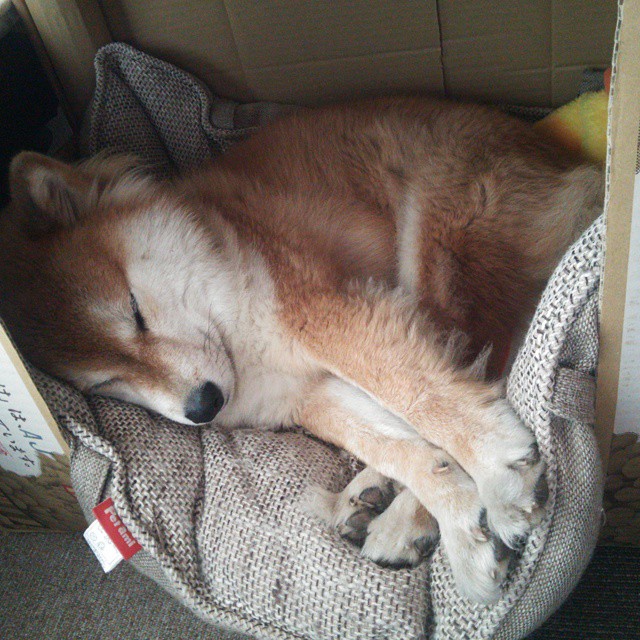 绿茵与硬木的终极狂想,当争冠铁蹄撞上血肉长城