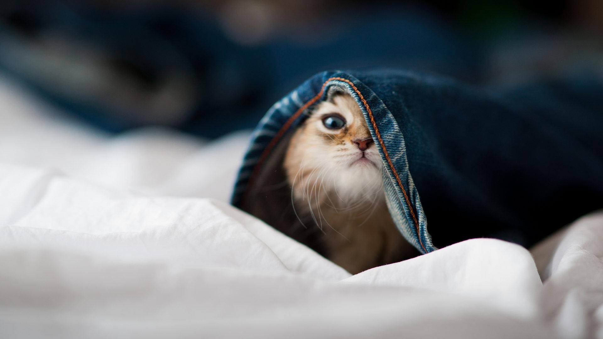 幽灵球队降临，欧冠淘汰赛的南半球惊雷与突尼斯神话的强行终结