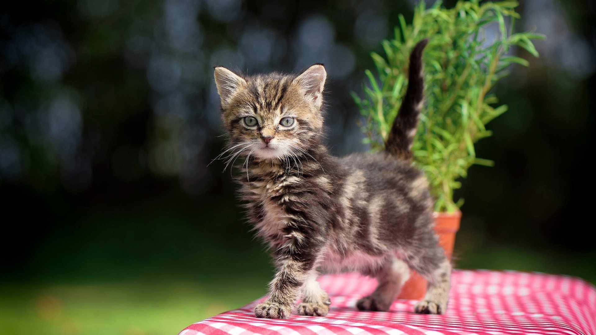 决战伯纳乌？不，这是费城的烽火！当希腊怪物碾过大帝的王朝梦