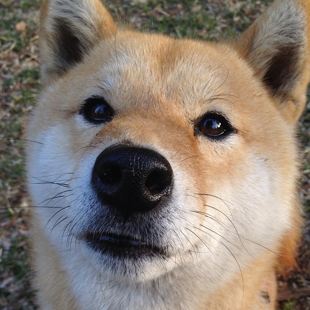 撕裂与编织，福克斯爆发背后的山西队节奏掌控艺术