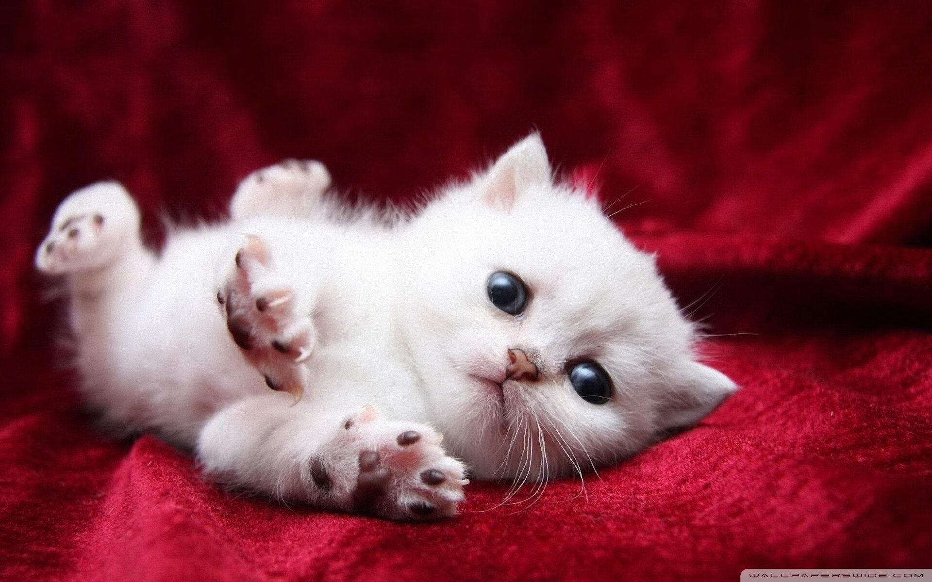 切特关键进球定乾坤！压哨绝杀演绎英雄剧本，森林狼险胜奇才锁定季后赛关键卡位战