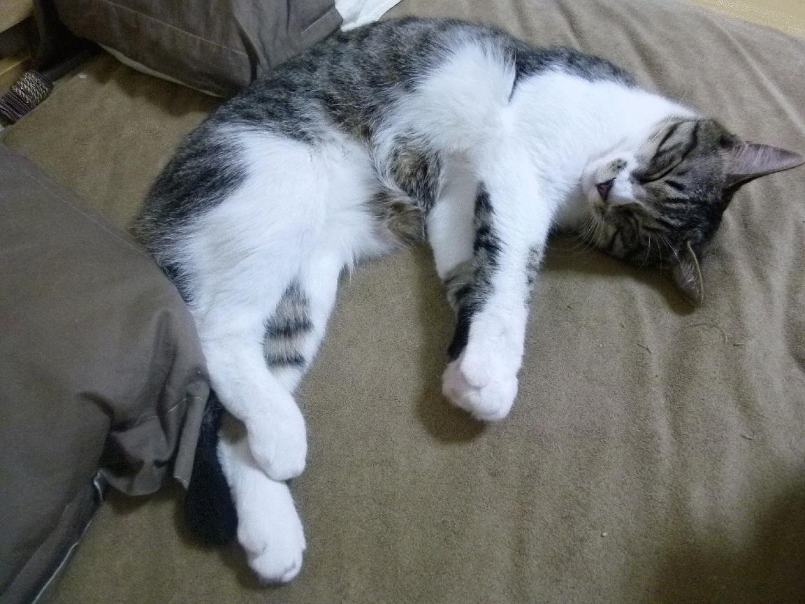 魔术屠阳!西亚卡姆化身进攻万花筒,太阳防线在他面前形同虚设