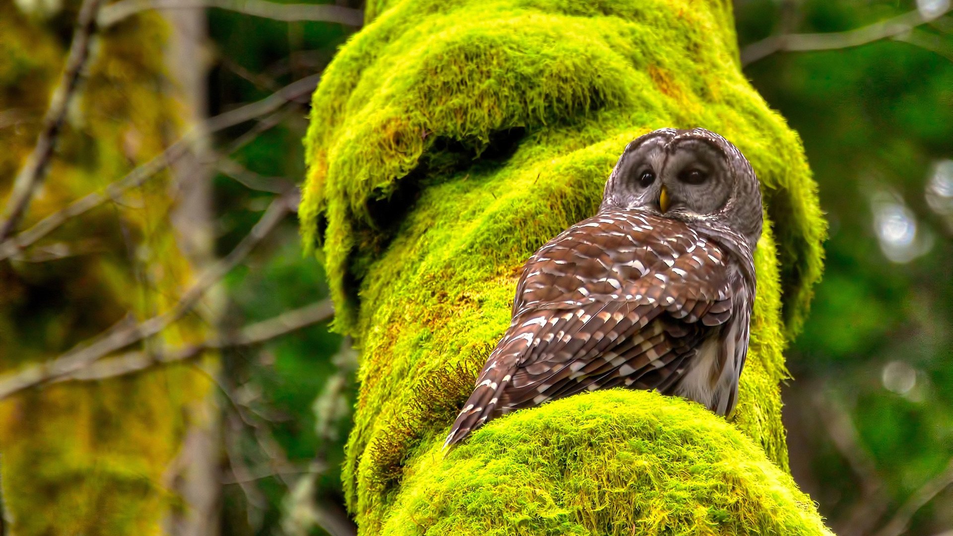 范弗利特，抢七夜，我让质疑声化为最狂野的助威