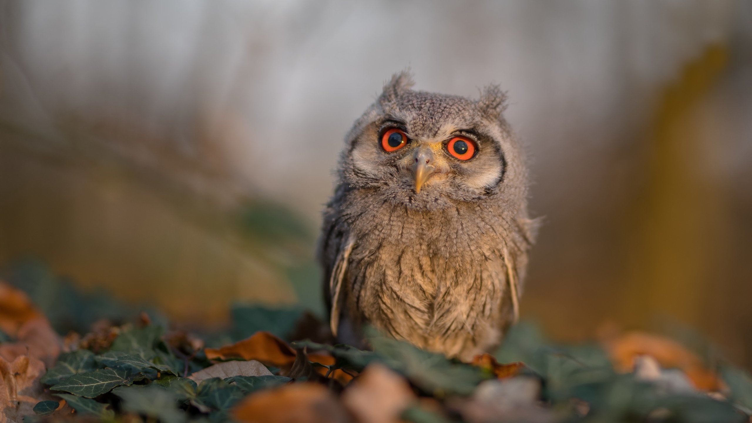 范弗利特三分如雨,领袖爆发!爵士争冠战从斯台普斯开始