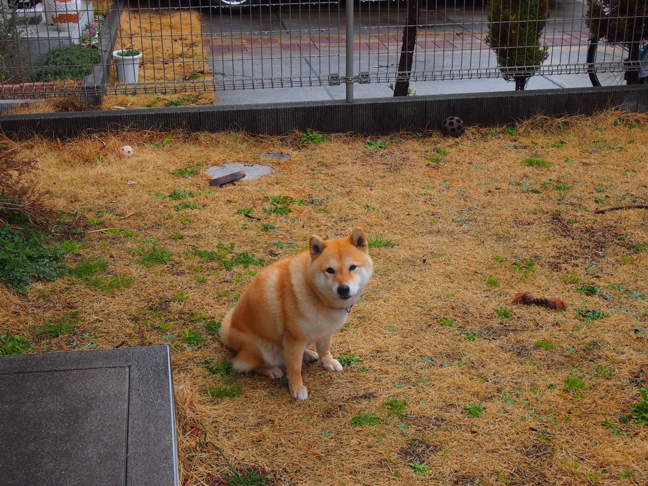 孤星闪耀！杰伦格林末节狂飙拯救尼克斯，加时力克山西队
