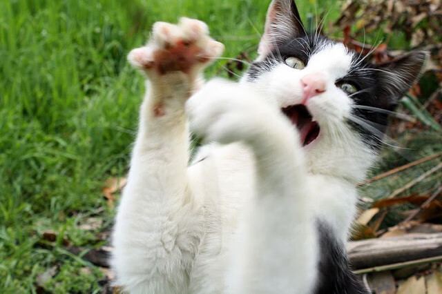 防线城墙,利刃出鞘,乔治的欧冠决赛之夜