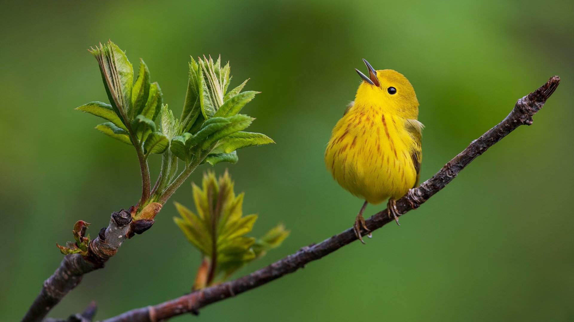 重剑无锋,从达拉斯冷夜到世界之巅的沉默统治