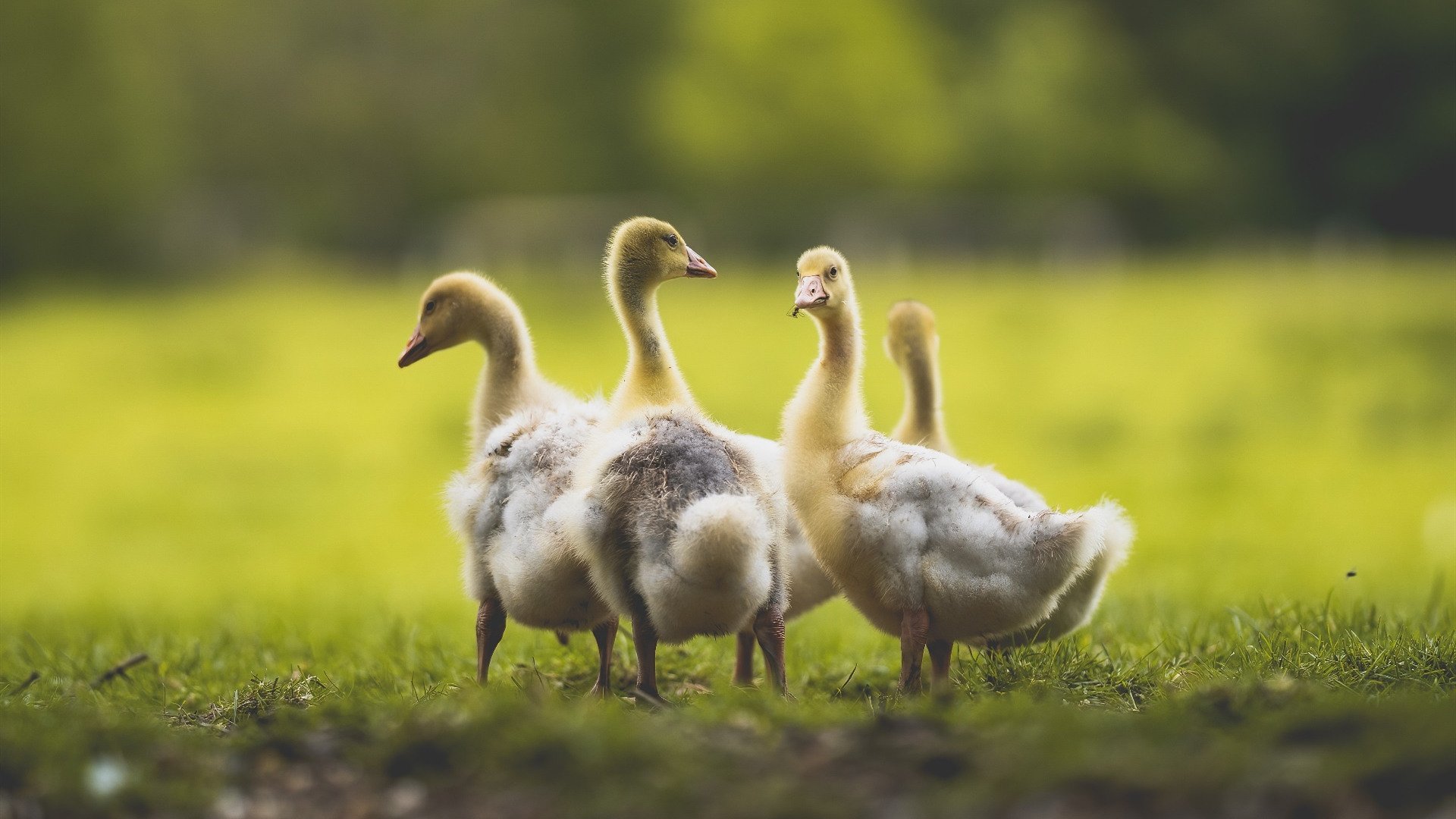 切尔西对阵加拿大友谊赛,楚阿梅尼高光表现引领全场的战术盛宴