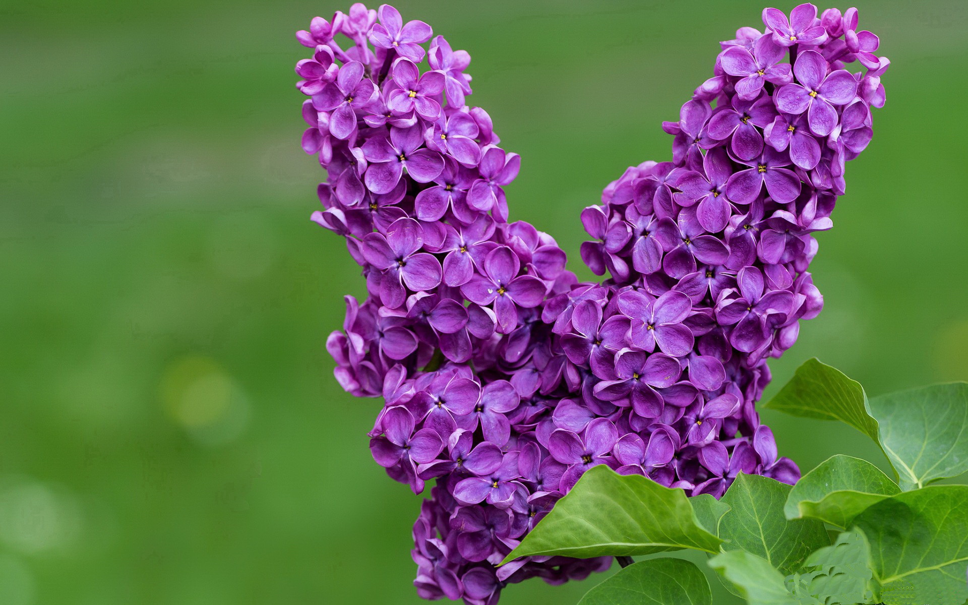深圳队跨江制霸上海滩，福克斯利爪撕碎钢铁防线