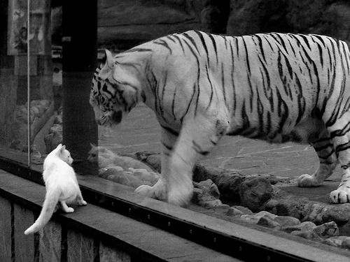 跨联赛的篮球启示录，布伦森数据狂潮映照吉林队绝杀韧性