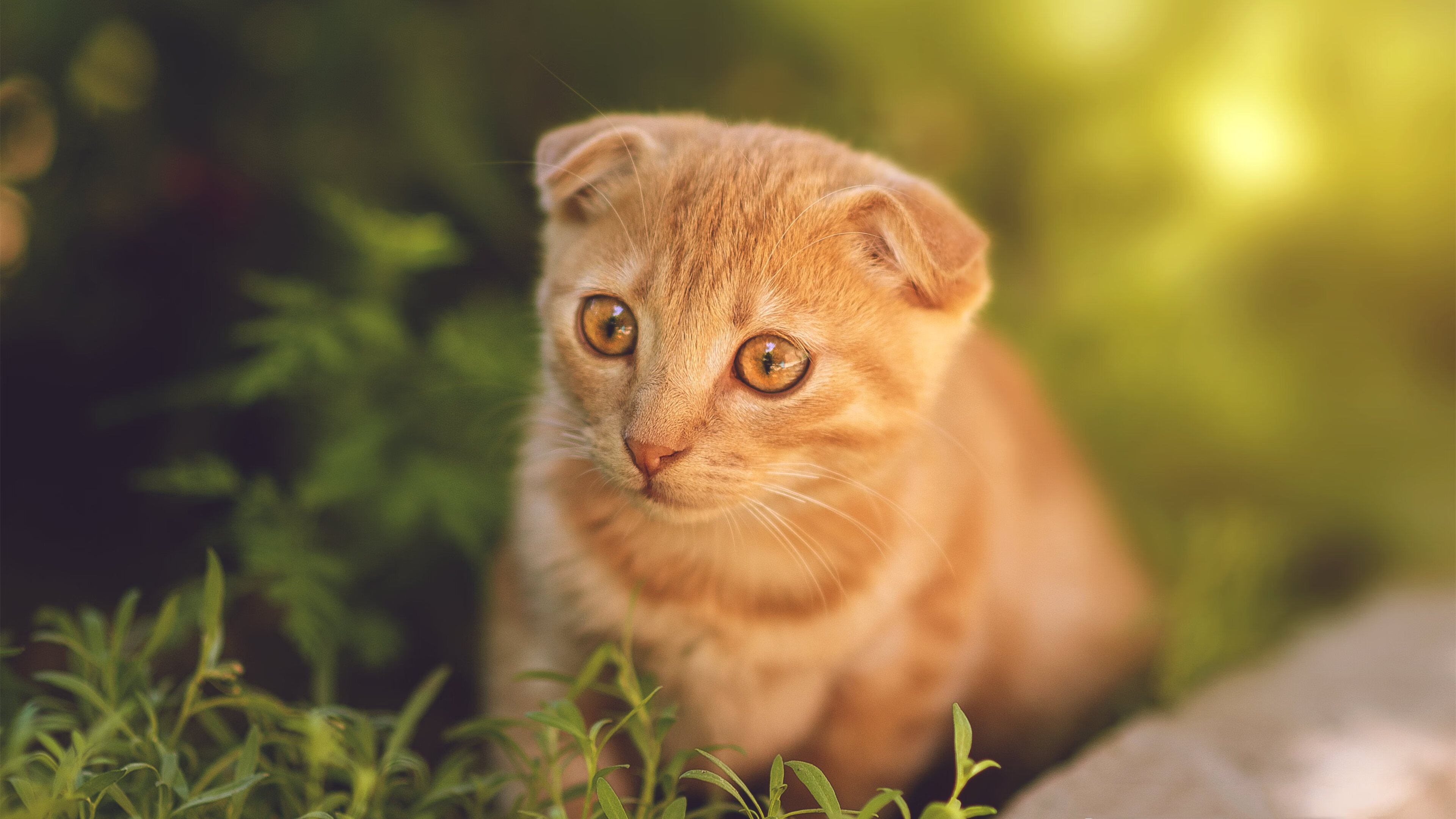 大心脏戈麦斯，在荣耀的裂缝处，为毕尔巴鄂竞技导演史诗逆转